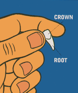 Hold-by-Crown